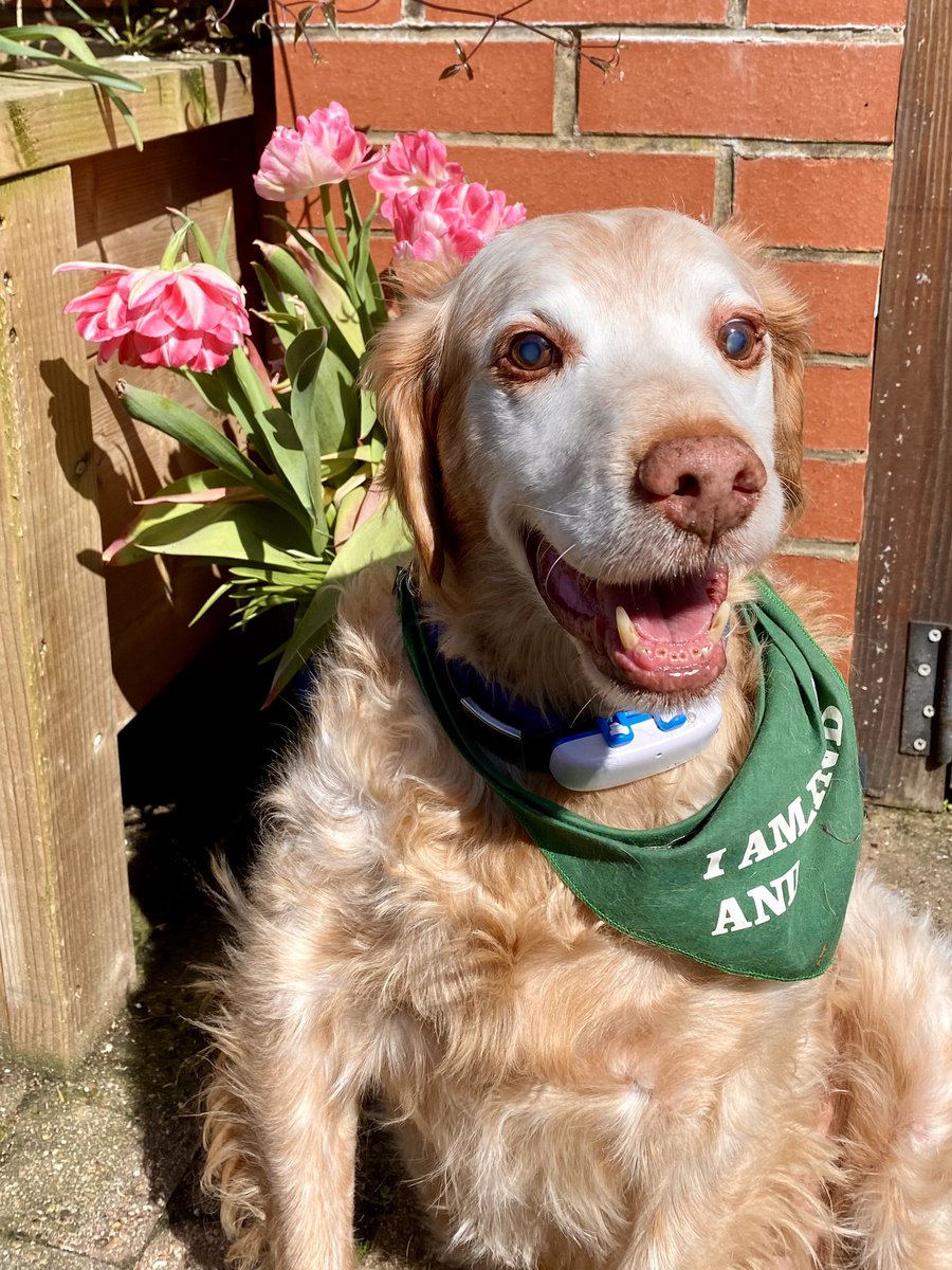 SpanielsSuper's tweet photo. @ReyesSolares1 That’s what Vet Neil & mum were talking about,also my stamina? I haven’t got any😢
Vet Neil said I have 3 things against me
Age
Heart
Arthritis
But on the plus side I’m happy, brave & adored
We can’t make up for the past? But my future is safe & secure #ImSoLoved #AdoptDontShop https://t.co/GsJbc2ASSp