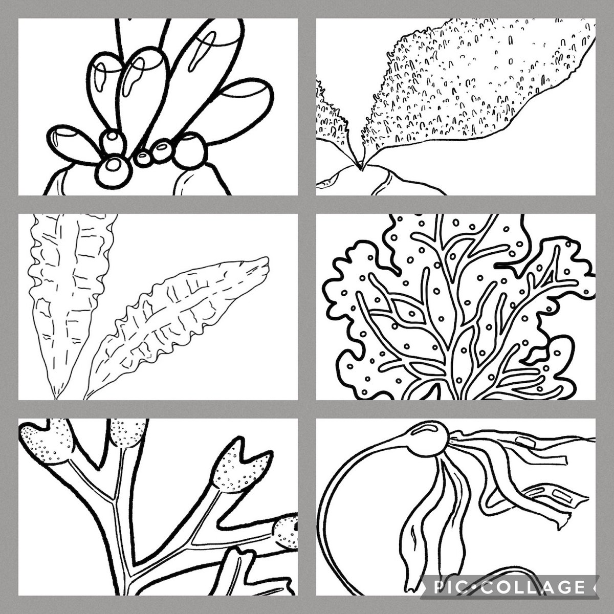 ✨12 Seaweed colouring and activity sheets! ✨ Free for non-commercial, share-alike use with attribution to the student artists. Pls help us share 🙏🏻 @PSAAlgae @protistologists @AlgaeBase @ubcscience @jnovakowski38 @lkmaclean drive.google.com/drive/folders/…