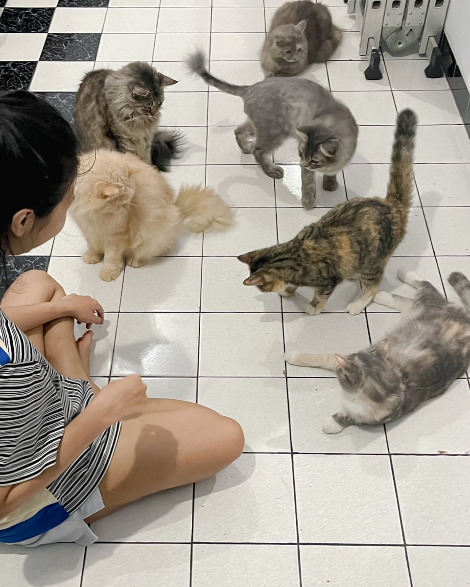 khairinadiar's tweet photo. WTS CAT 6 https://t.co/JMFpxA90iy