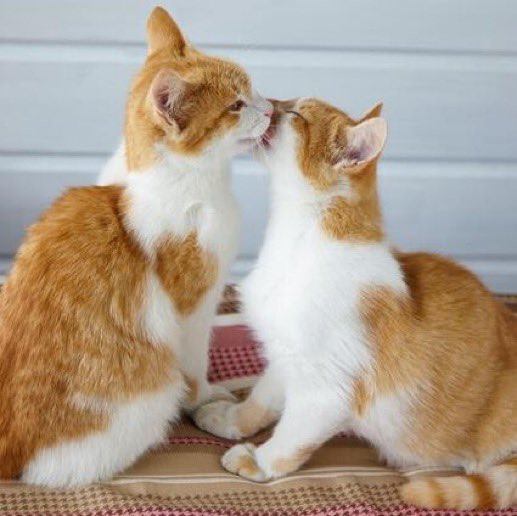 Kaimelia as cats #kaimelia #kaimeliaascats