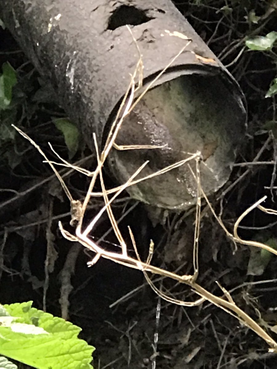 James Murray-White tweet media