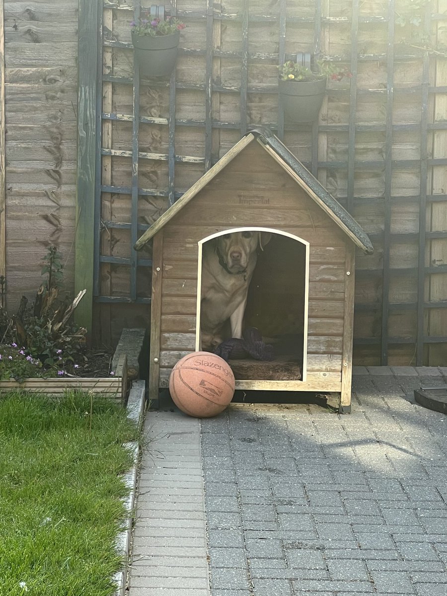 bobthedudleydog's tweet image. I’m in the dog house. Apparently my digging isn’t what is required #diggingdog