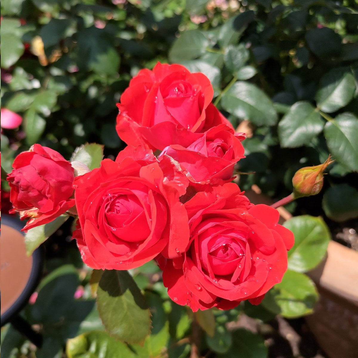 flower66knd's tweet photo. ユニバは今、薔薇が真っ盛りです😊
#USJファン
#ローズオブフェイム
#ThanksLoveWeek https://t.co/sBwEfX4FFP