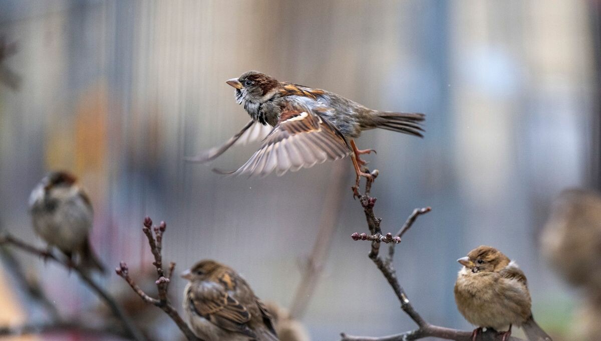franceculture's tweet photo. 60% des oiseaux des champs ont disparu en 40 ans. "Je suis choqué. Je travaille sur la question depuis 20 ans en tant que chercheur. Je m'attendais à un ralentissement, mais tout s'accélère" explique Vincent Devictor, écologue et chercheur au CNRS
➡️ https://t.co/Z5wLIOsWn7 https://t.co/CDgciwwEsG