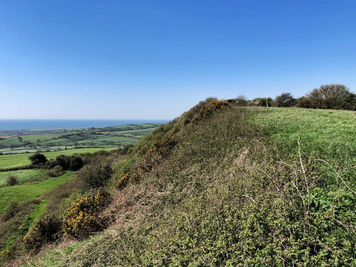 Shipton Hill - a possible Iron Age hillfort.  The southern side of the hill looking towards Lyme Bay.  #HillfortsWednesday #Dorset #Archaeology