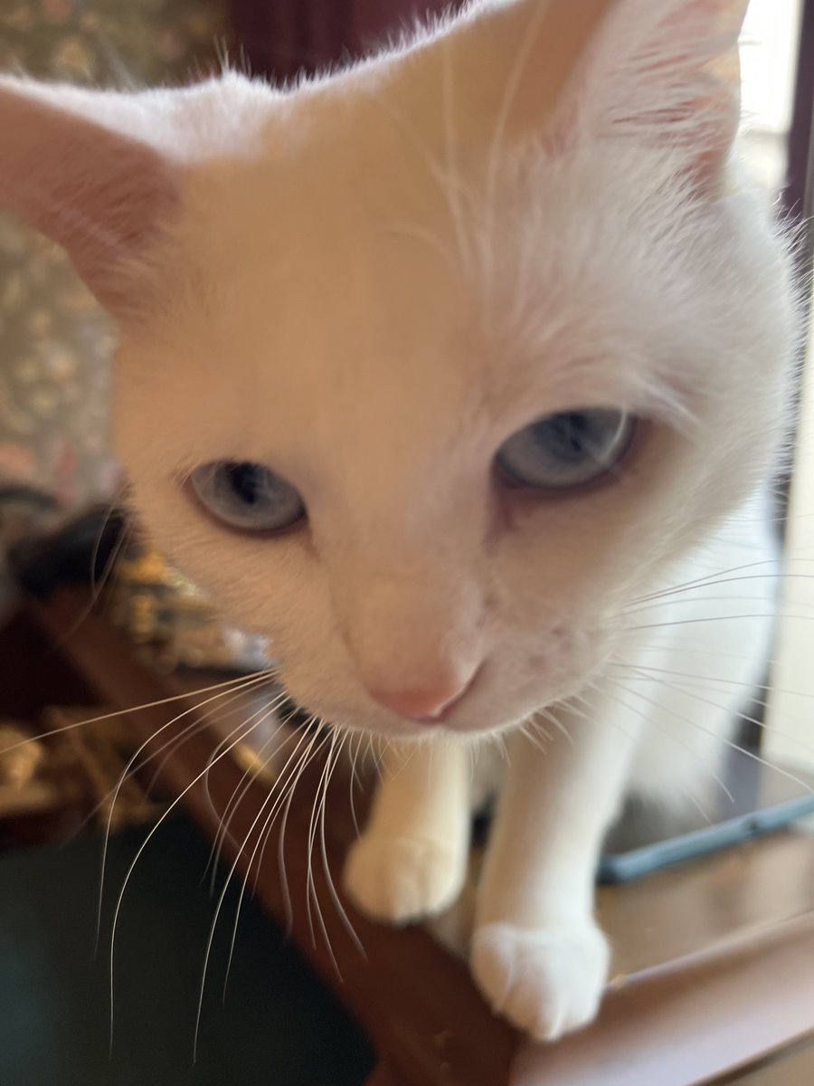 MillnaCat's tweet photo. ユキチャン、なんでもかんでも突っ込んでいってなぎ倒すので、紹介文が「マイペ���スなブルドーザー」になりました https://t.co/fuHQ9NYAmi