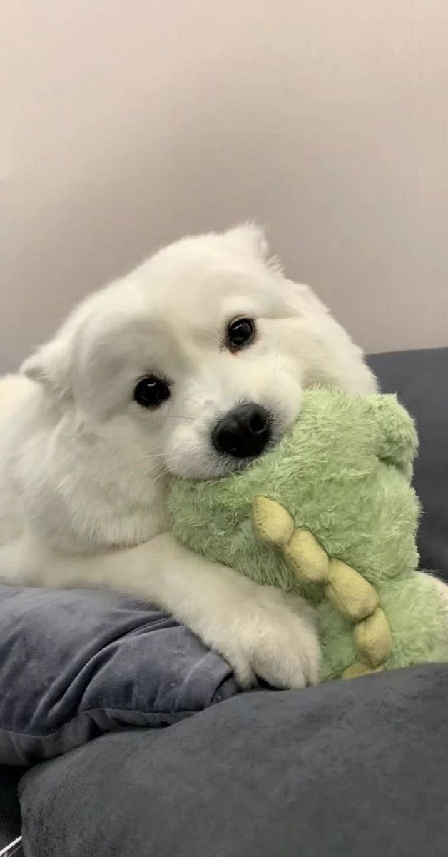 wujupuppy's tweet photo. 쿠왕 https://t.co/nGwG7zgvZ5