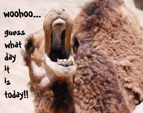 #HumpDay 🐪
<a href="/_RLMT/">RLMT: withdrawn. (👋🏽...💙 ☁️ ~ 📚)</a> <a href="/booksbyJeanneR/">Jeanne Roland</a> <a href="/MatesofAlliance/">Mates of the Alliance</a> <a href="/lindsayromantic/">Lindsay Townsend</a> <a href="/BoughRuth/">Ruth🟧🟦 ,💔</a> <a href="/CK_Ruppelt/">C.K. Ruppelt 💔 for 🇺🇦+🇲🇲</a> <a href="/CordonRoma/">Roma Cordon, Author</a> @FayeRapoDesPres <a href="/FlorMeninnaa/">Regina 🍭🍬</a> <a href="/GloriaMarketer/">Marie C. Rivera</a> @J_RomanceWriter <a href="/jeff_brett1931/">Red Cafe Books</a> @JollyMollyRedux <a href="/Kellyrei007/">Kelly Miller, Amazon Best-Selling Author 💜🐶🐎</a> <a href="/KimMichelleRos1/">Kim Michelle Ross</a> <a href="/Laura_R_Leeson/">Rachel Barnett</a> @Len_Future <a href="/bionicanadian/">Kimberly</a>