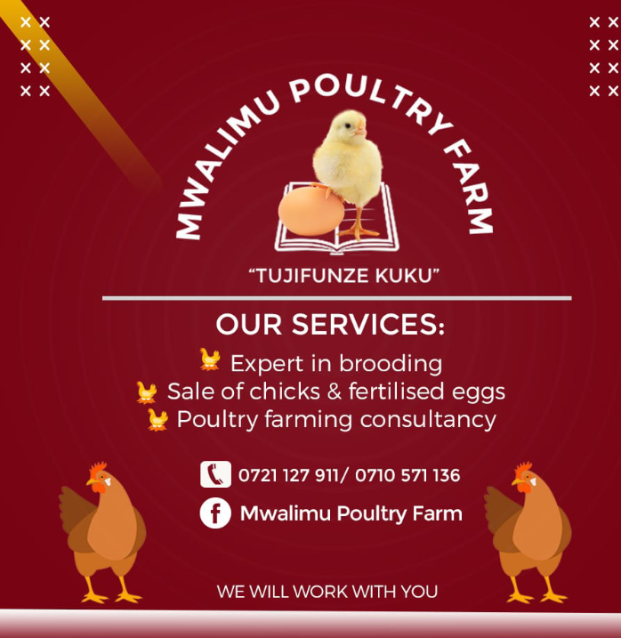Poultry and Poultry products for Ksh120.00 @ chick in Eldoret. We sell chicks, mature birds, table eggs, fertilised eggs and much more.
Order : portal.mkulimabora.org/product/678/po…
Sell: bit.ly/SellOnMkulimaB…