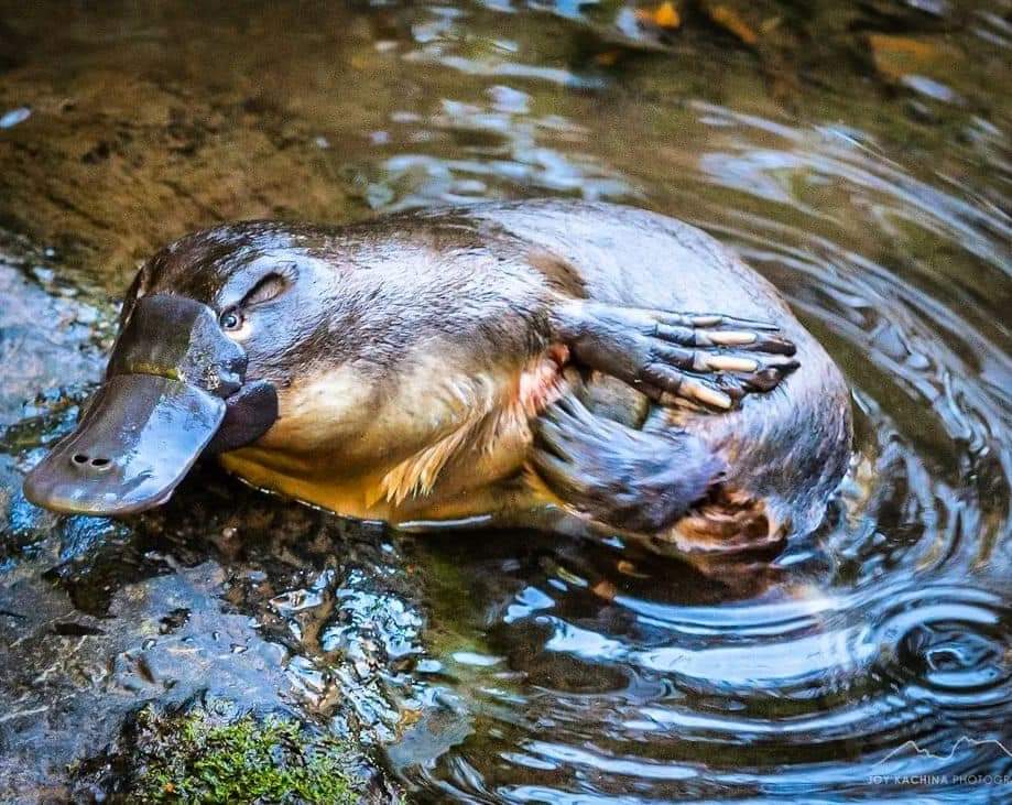 today_tasmania's tweet photo. 'Isn't she lovely' 🥰 Cuteness Overload and a beautiful capture of a gorgeous little Platypus, in one of the many creeks and rivers along the Meander Valley in northern Tasmania 🥰 pic: https://t.co/k3efaEoWcN https://t.co/dri3KzZftx