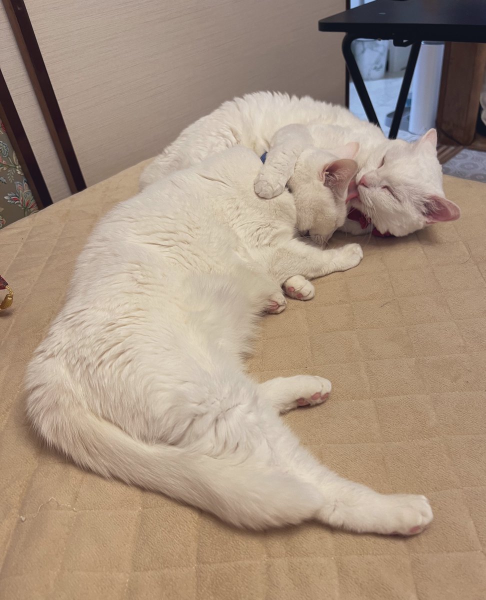 MillnaCat's tweet photo. ラブユキチャンは写真で見るととてもかわいく見えますが、本物のラブユキチャンと同居している私に言わせると、毎日アッ…アッアッ（かわいすぎて言葉にできない）…アアア…ウッ（あまりのかわいさに胸が苦しい）という感じです https://t.co/DUqmVYGpLw