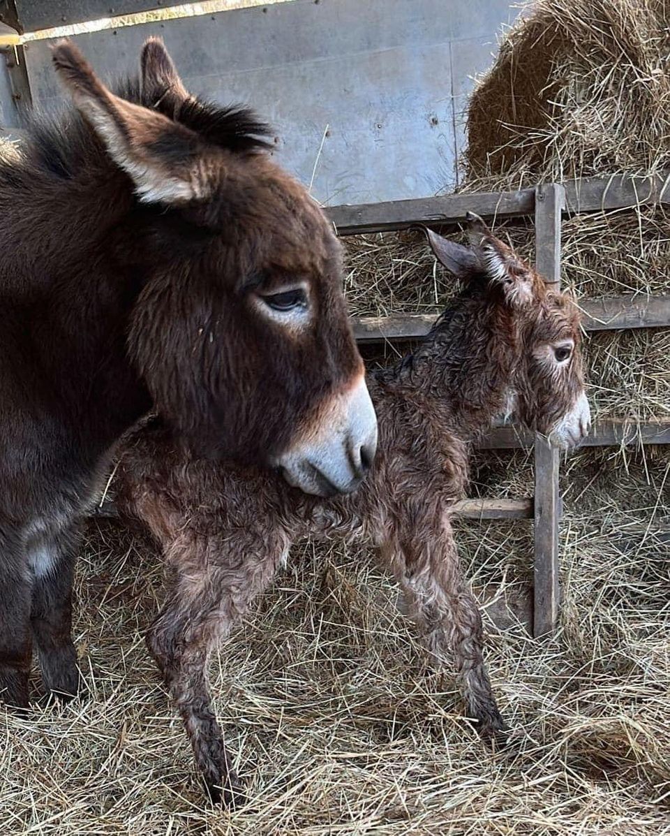 URGENT,  PLEASE SHARE to help find  2 months old donkey called Moon, STOLEN #HOOK #HAMPSHIRE #UK May 15  

This little donkey desperately needs to get back to her mum, please share to help her get home 🌟 

DETAILS👇
 facebook.com/millersark 

#horses #ponies #animals #donkey