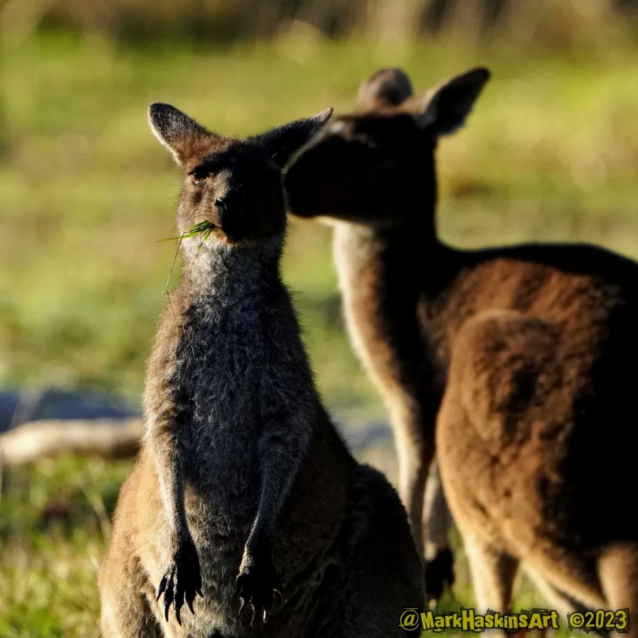 Daybreak Stare-Off

#Kangaroos 
#NaturePhotography 
#WildlifePhotographs 
#AustralianWildlife #Wildlife  #AustralianNativeAnimals 
#Ausgeo 
#WesternAustralia 
#DailyPhoto 
#ArtTherapy #exFatigue #ChronicFatigueWarrior 
#SonyAlpha #AlphaCreators #SonyAlphaANZ