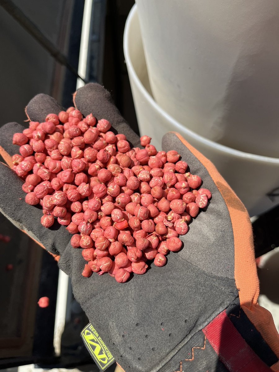 Some kabulis going in the ground today! #plant23