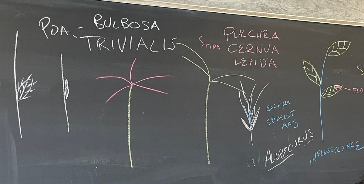 Had a great time with grass identification last weekend, in and out of the classroom. 
If you weren't able to join us, come out this weekend 5/20 on a field trip to Skyline Gardens! 
cnga.org/event-5211033