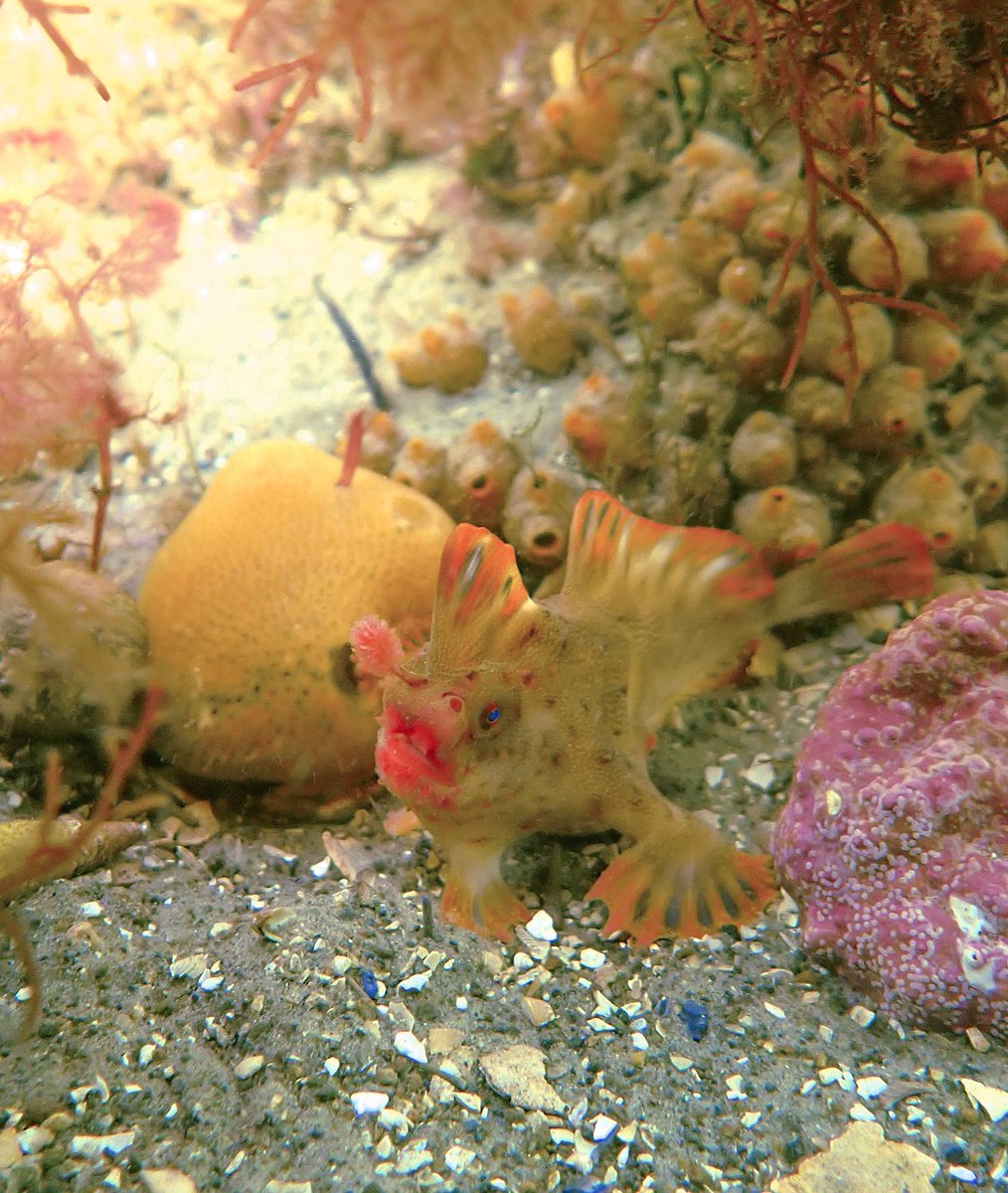 IMAS (@imasutas) on Twitter photo A tiny marine anglerfish, found only in waters off Tasmania and near extinction with just 100 remaining in the wild, is being given a better chance at survival thanks to a funding partnership announced in Hobart today.
Details 👉 bit.ly/3OjhCXC
<a href="/FAME_Species/">Foundation for Australia's Most Endangered</a> <a href="/UTAS_/">University of Tasmania</a> A tiny marine anglerfish, found only in waters off Tasmania and near extinction with just 100 remaining in the wild, is being given a better chance at survival thanks to a funding partnership announced in Hobart today.
Details 👉 bit.ly/3OjhCXC
<a href="/FAME_Species/">Foundation for Australia's Most Endangered</a> <a href="/UTAS_/">University of Tasmania</a>