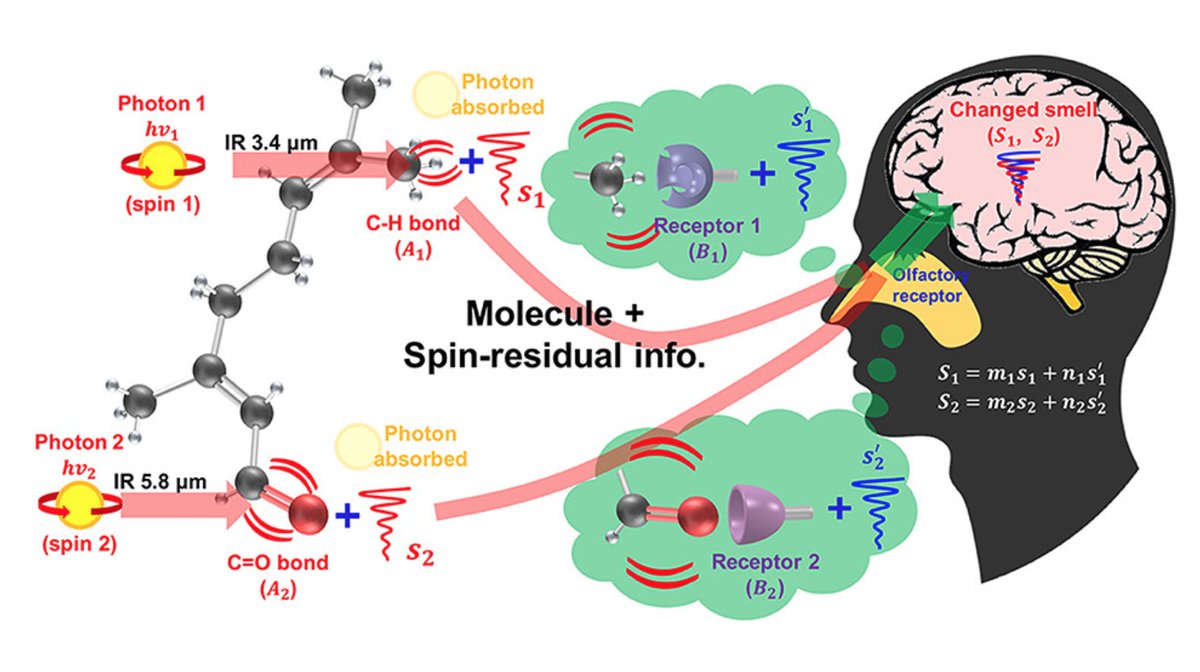 ☣️ Pleb Kruse = BTC foundationalist 🟩🔆 on Twitter "The vibrational