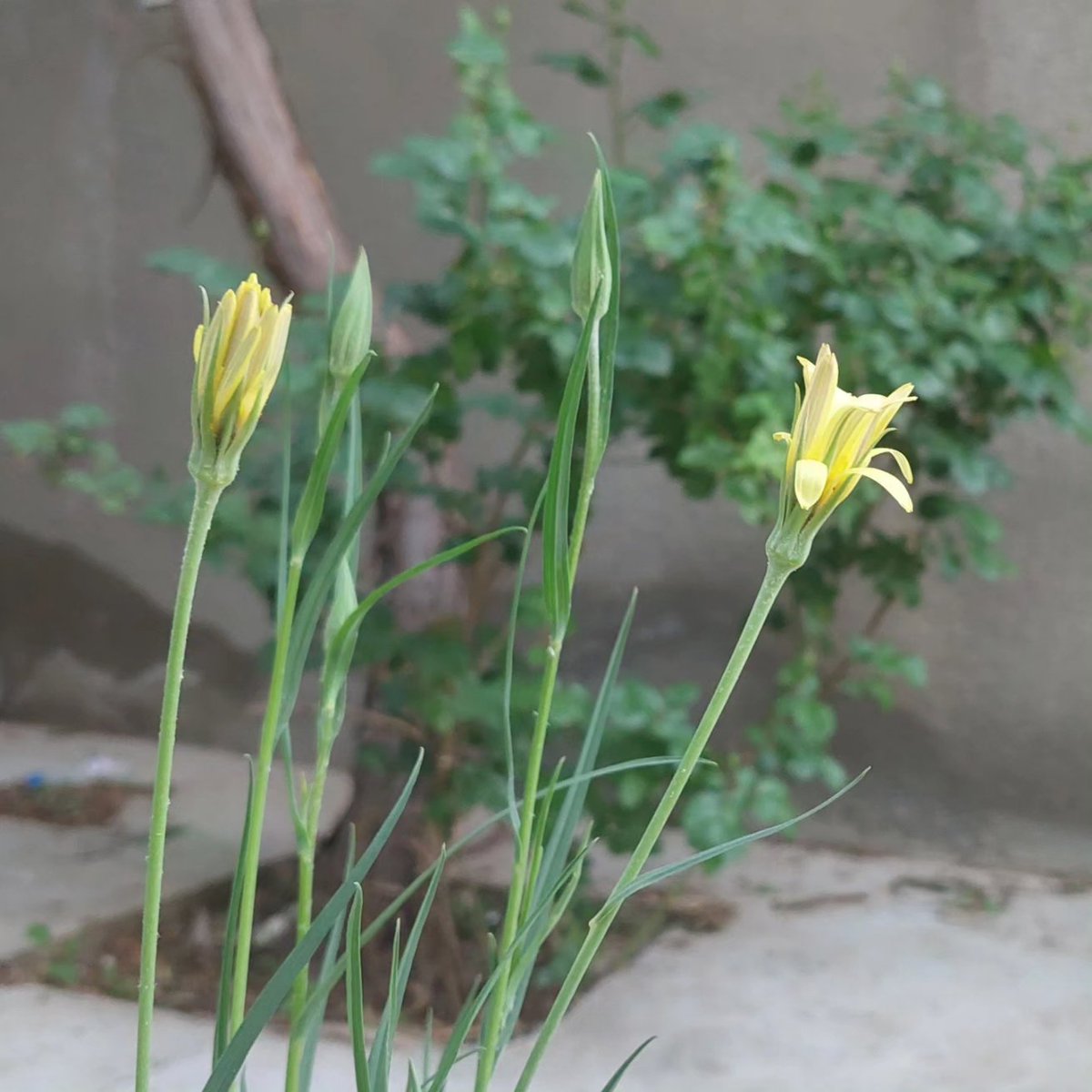 AliRFereidunian's tweet photo. ⚘️
#گل‌نگاری 
#باغ‌نگاری 
#flowergraphy
#gardengraphy https://t.co/CVdTXdhNNx