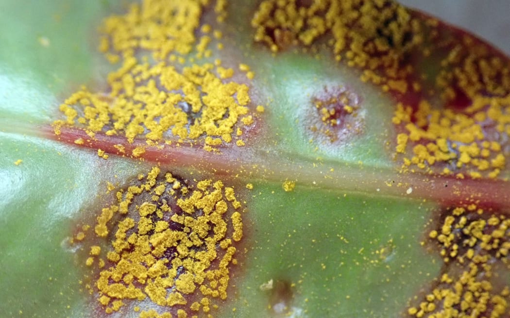 Scion's #research using remote sensing #technology to detect myrtle rust before plants show signs of infection has been covered by media nationwide. Read the latest on <a href="/radionz/">RNZ</a> rnz.co.nz/news/country/4… 
#science #plants