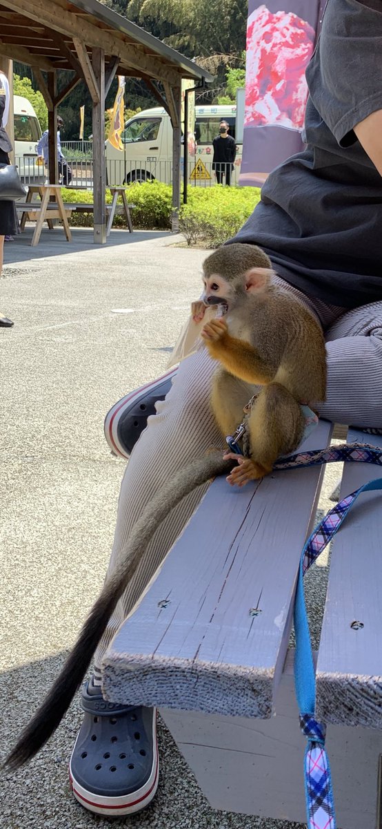 四十住さくらちゃんが、道の駅くしがきの里に来て下さいました😊
お母さんと、ペットのリス猿🐒君と一緒に来てくださってありがとうございます(^_-)