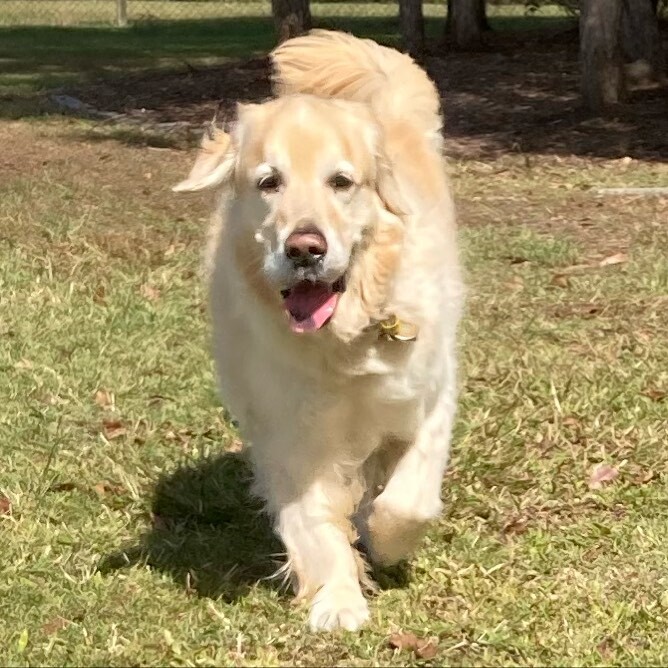 kassiespets's tweet photo. 💛🐾 https://t.co/I5bTKUMJDJ