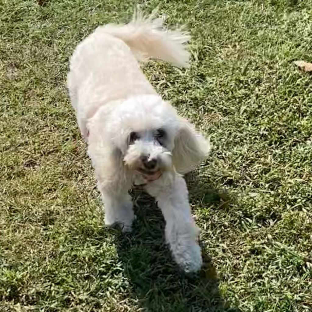 kassiespets's tweet photo. 💛🐾 https://t.co/nqdNbpZbl0