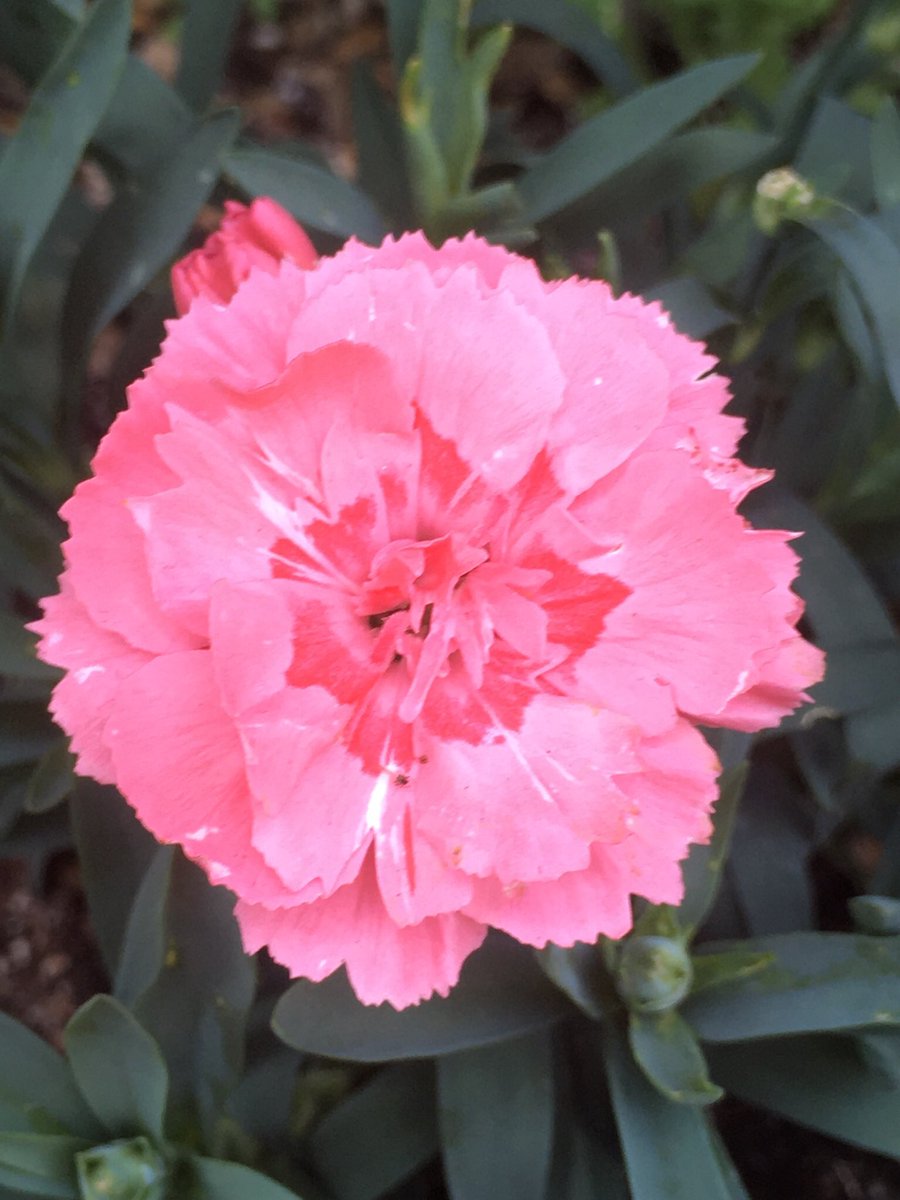 2023.5.17 可愛いピンク色のカーネーション💐素敵な午後を😍
 #花 
#花が好き #花が好きな人と繋がりたい #花がある暮らし 　#flowers #flower #flowerstagram 
 #beautifulflowers  #redflowers 
#redflower #pinkflowers #pinkflower #カーネーション #carnation #carnations