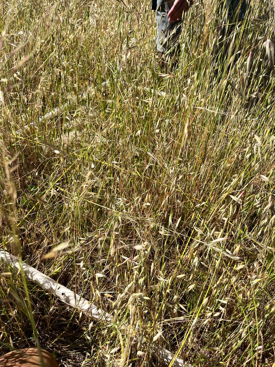 JorgeRH2O's tweet image. New scientific adventure w/ @LauGherardi! He invited me to collaborate on new adaptation of @NutNetGlobal focused on disturbance: #DragNet! Today w/ help from Nona &amp;amp; docents @stanfordjrbp, we set up the study protocol &amp;amp; plots! Super excited to join #DragNet &amp;amp; study disturbance!