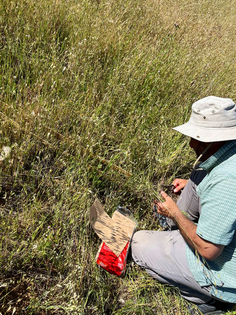Jorge Ramos, PhD (@jorgerh2o) on Twitter photo New scientific adventure w/ @LauGherardi! He invited me to collaborate on new adaptation of <a href="/NutNetGlobal/">Nutrient Network</a> focused on disturbance: #DragNet! Today w/ help from Nona & docents <a href="/stanfordjrbp/">Stanford’s Jasper Ridge BP</a>, we set up the study protocol & plots! Super excited to join #DragNet & study disturbance! New scientific adventure w/ @LauGherardi! He invited me to collaborate on new adaptation of <a href="/NutNetGlobal/">Nutrient Network</a> focused on disturbance: #DragNet! Today w/ help from Nona & docents <a href="/stanfordjrbp/">Stanford’s Jasper Ridge BP</a>, we set up the study protocol & plots! Super excited to join #DragNet & study disturbance!