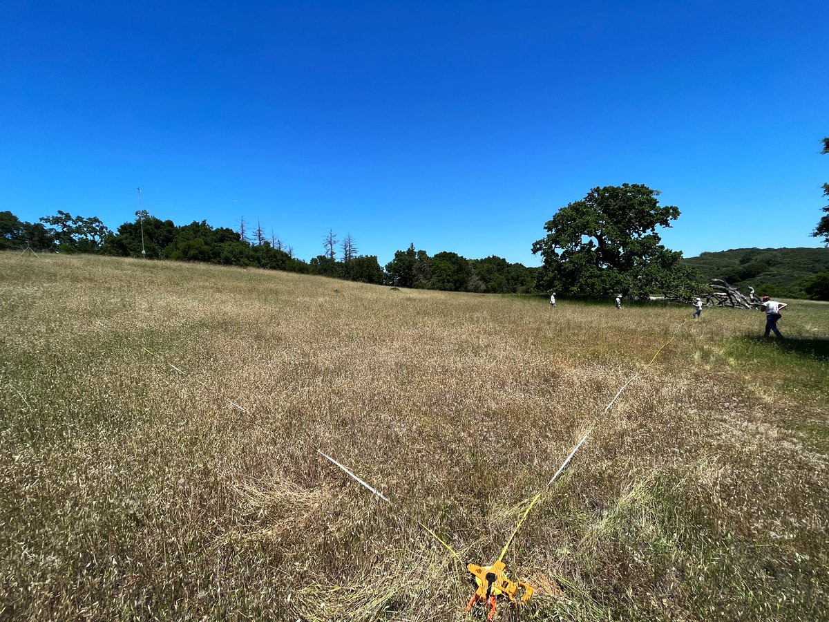 JorgeRH2O's tweet image. New scientific adventure w/ @LauGherardi! He invited me to collaborate on new adaptation of @NutNetGlobal focused on disturbance: #DragNet! Today w/ help from Nona &amp;amp; docents @stanfordjrbp, we set up the study protocol &amp;amp; plots! Super excited to join #DragNet &amp;amp; study disturbance!