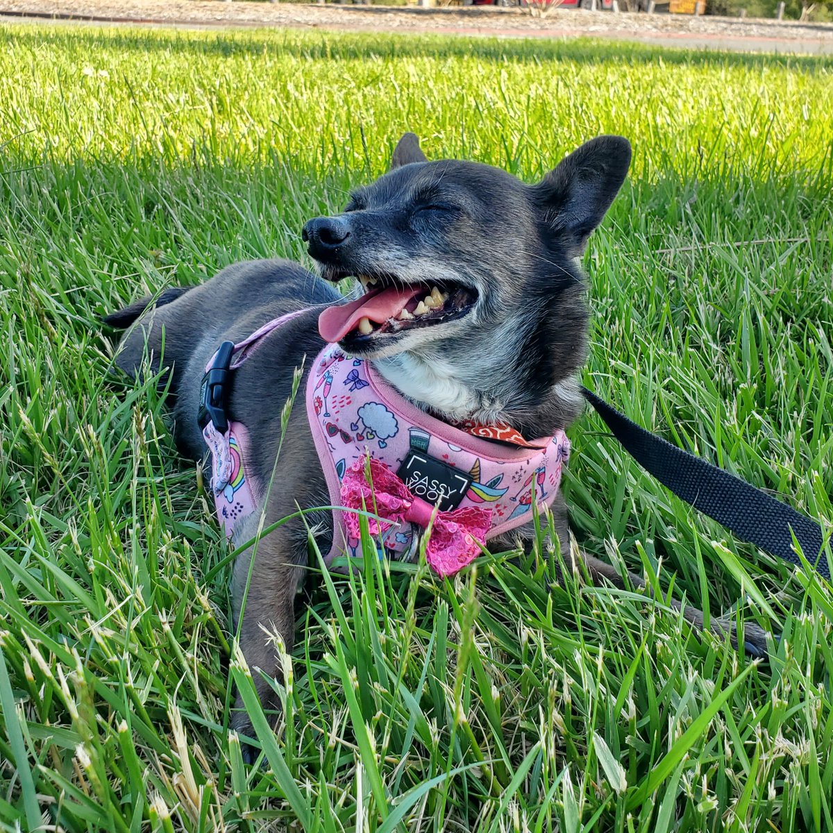 demonatemu's tweet photo. If you see this Tweet, QT with the most recent photo you took of your pet. No cheating.

(Nice cool grass on a hot day) https://t.co/N5ZXOyYiOV