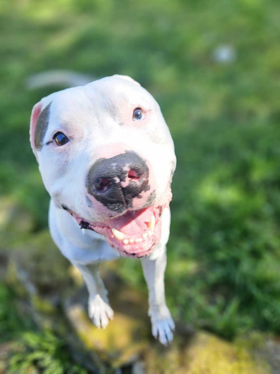 Gotta love Ringo boy hamming it up for the camera¡¡

#dog #dogs #pitty #pitbull #rescuedogs #rescue #rescuedog #dogshelter