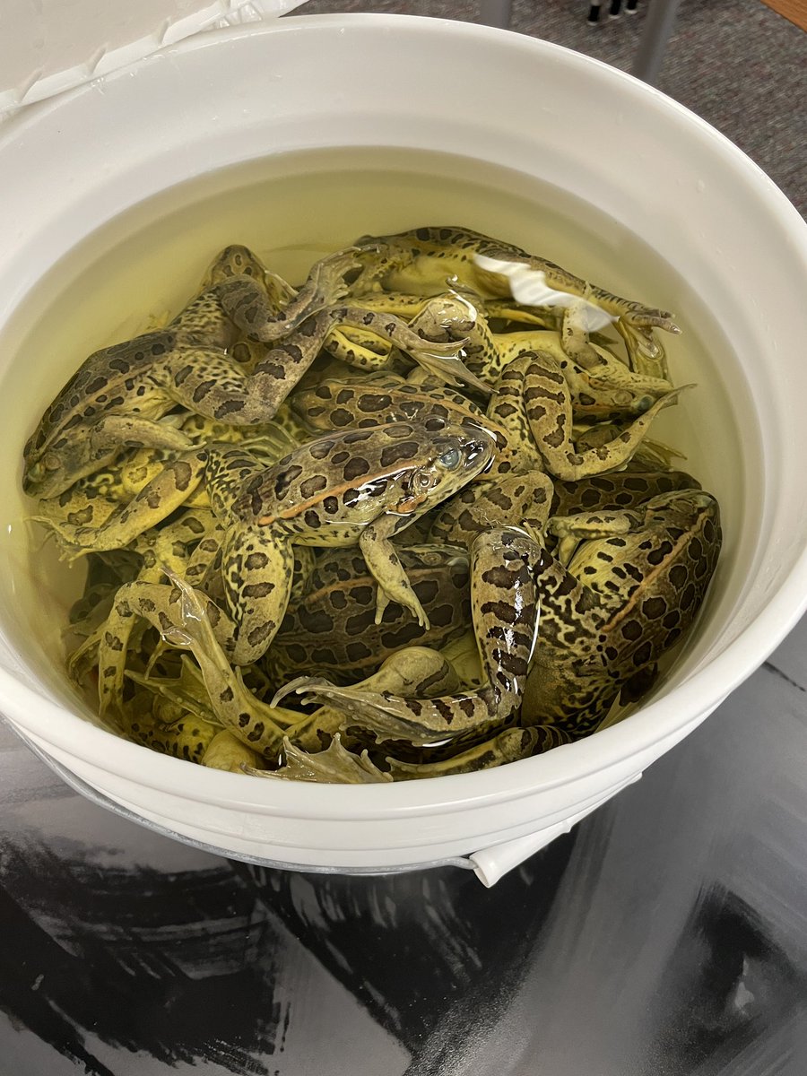 MataHCISD's tweet photo. Today was eventful for my seventh grade science class! ๐ธ Their frog dissection included identifying and organizing organs into systems.๐ฉ๐ปโ๐ฌ @HCISDCurriculum #STEM #STEMed #science #frogdissection #WeAreHCISD https://t.co/302IfQVMI9