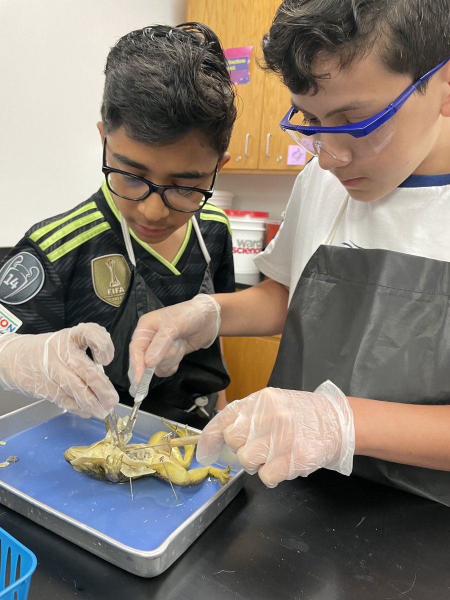 MataHCISD's tweet photo. Today was eventful for my seventh grade science class! ๐ธ Their frog dissection included identifying and organizing organs into systems.๐ฉ๐ปโ๐ฌ @HCISDCurriculum #STEM #STEMed #science #frogdissection #WeAreHCISD https://t.co/302IfQVMI9