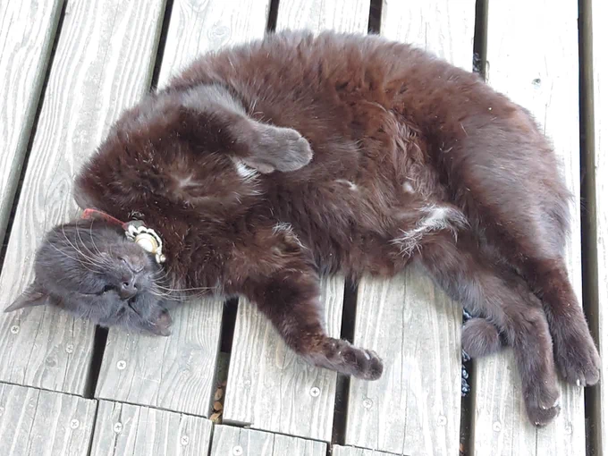 あつそうなねこちゃん #ちえったー