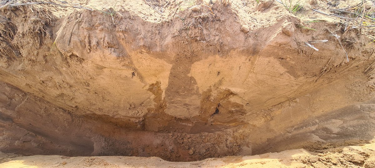 Double space active inclusion ripping, 55cm. Intact standing ground cover, whilst achieving    high capacity inclusion. Reduced non-wetting layer thickness &amp; full inclusion of higher OM layer to full depth. Plus, winged tip lifting clay from 50cm causing cross over of layers.