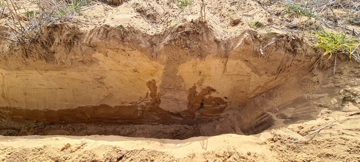 AgEngUniSA's tweet photo. Double space active inclusion ripping, 55cm. Intact standing ground cover, whilst achieving    high capacity inclusion. Reduced non-wetting layer thickness &amp; full inclusion of higher OM layer to full depth. Plus, winged tip lifting clay from 50cm causing cross over of layers. https://t.co/u1LwsmhPVe
