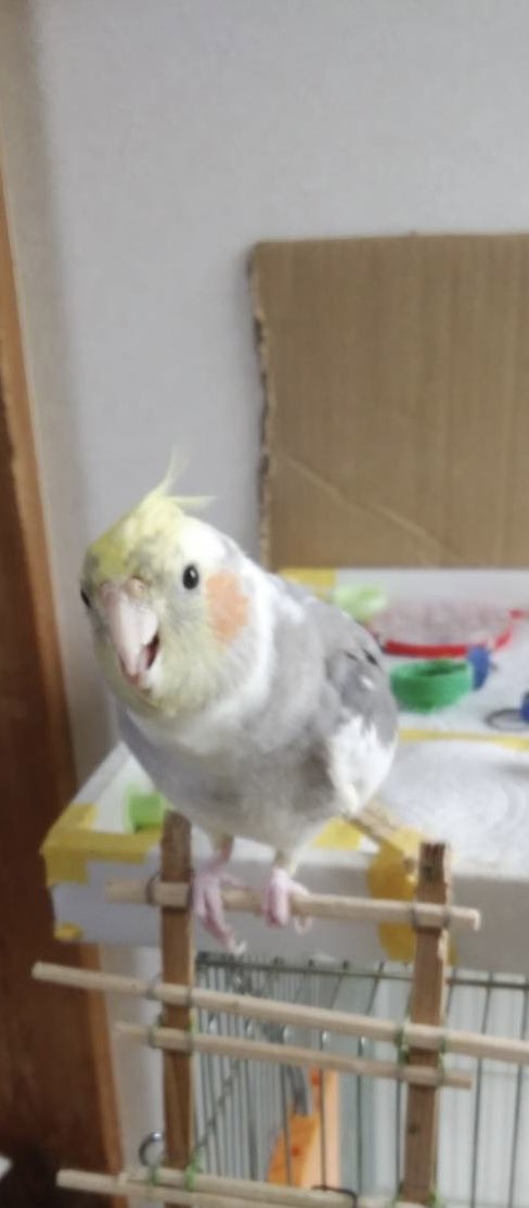 avix0609's tweet photo. 知り合いのインコが逃げました。
佐賀県みやき町から福岡県久留米方面へ飛んでいったとのことです。

5月14日午前11時頃に家の窓から逃げました。
名前はトト、オスです。白にグレーの羽が少し入っており、頭に黄色のとさかがあります。朝起きると、トトおはようといいます。→続く
#迷子インコ https://t.co/dprkedUyD3