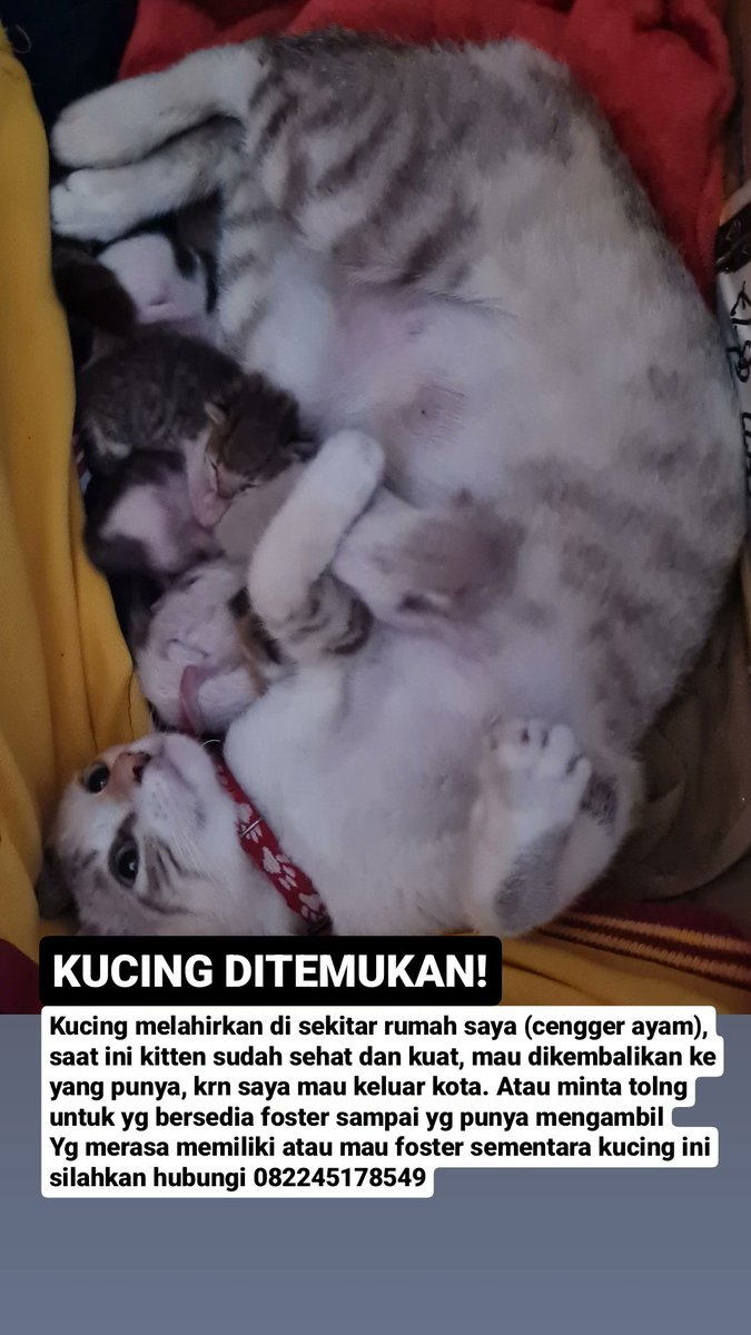 Omond12's tweet photo. Titip minnnn @infomalang https://t.co/23FTZlaOYD