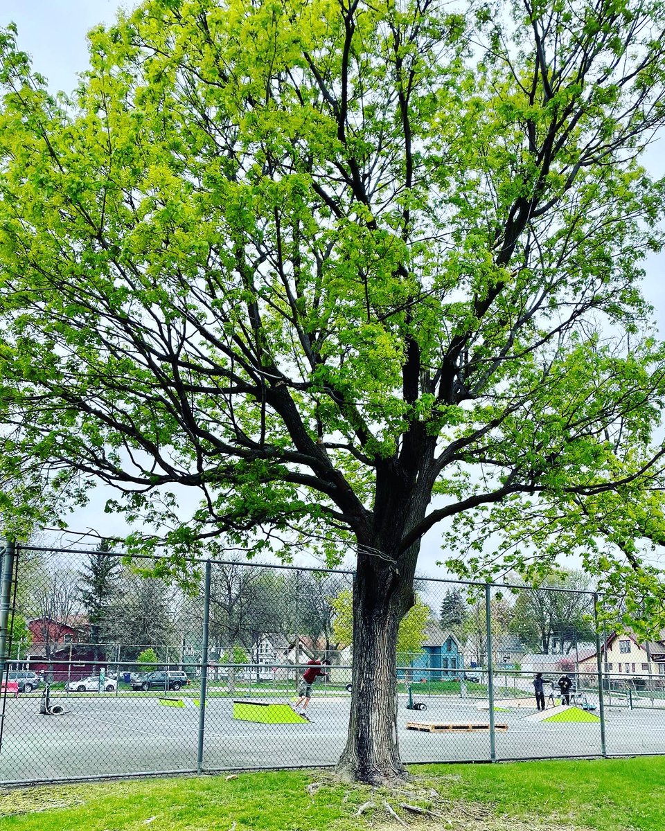 City of Skate tweet media