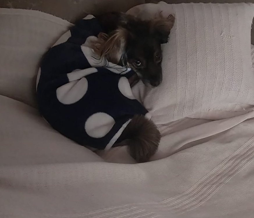 Mierlilla's tweet photo. Mirenle a Molly 🥺🥺
Solo quiero estar acostada ahi con ella https://t.co/iwVbfvEkko