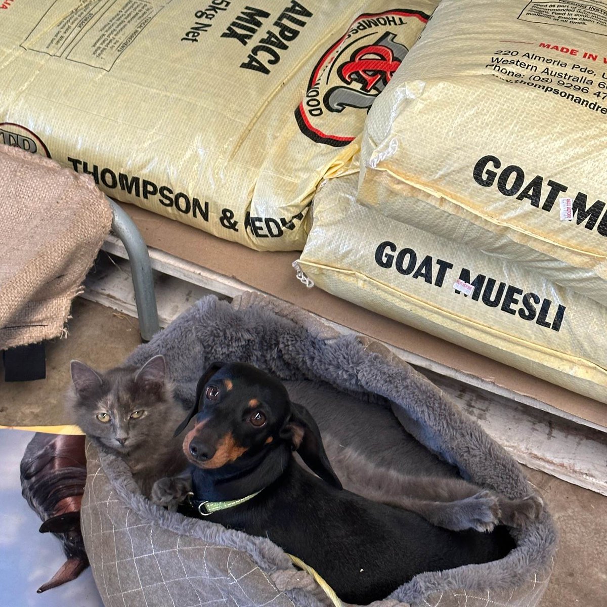 ThompsonRedwood's tweet photo. These two didn't feel like getting up this morning at Henley Brook Produce. But we think Chewy the kitten and Poppy the dog had the best seat in the house!

#stockists #goatmuesli #dogsandcats #cuteanimals #stockistvisit #thompsonandredwood #stockfeed https://t.co/CbPls9nDQR