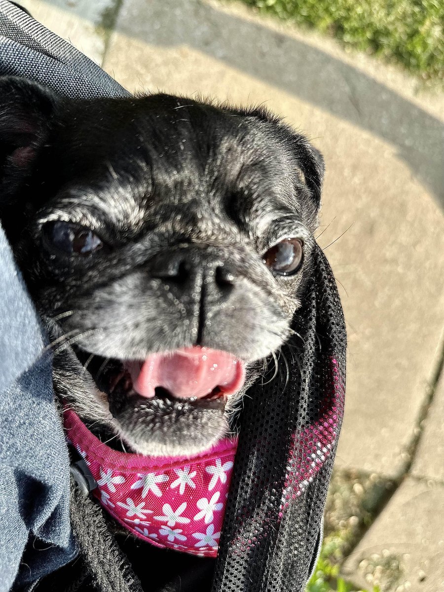 DrEmily27's tweet photo. Minnie's arthritis is getting bad enough that she can't go on longer walks, so I got a sling-bag situation type deal to carry her in when I go for walks. She literally laid on her back in it the entire time today &amp; it was so adorable I  popped on here to share with everyone! ❤️🐾 https://t.co/aYVTRisjTa