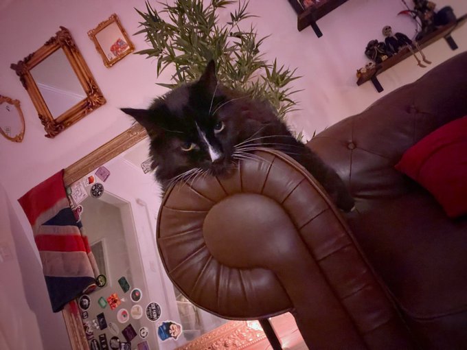 Old cat is old https://t.co/EwQ6yHCYvk<a href="/tag/pornhub"class="tags"><span>#pornhub</span></a><a href="/tag/onlyfans"class="tags"><span>#onlyfans</span></a><a href="/tag/yourmouthormine"class="tags"><span>#yourmouthormine</span></a>