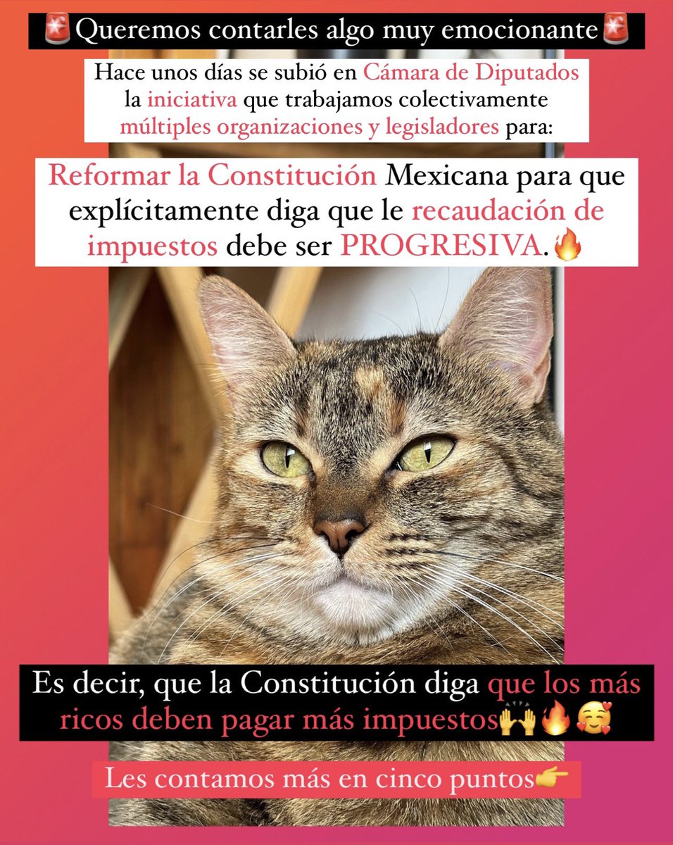 GatitosVsDesig's tweet photo. Miau. Tenemos algo muy emocionante que contarles. 🚨

#QueLosMasRicosPaguenMas

Se subió en Cámara de Diputados una iniciativa que hemos trabajado colectivamente múltiples organizaciones civiles con el apoyo de legisladores, buscando reformar la Constitución🔥... https://t.co/uq8HLYwrEO