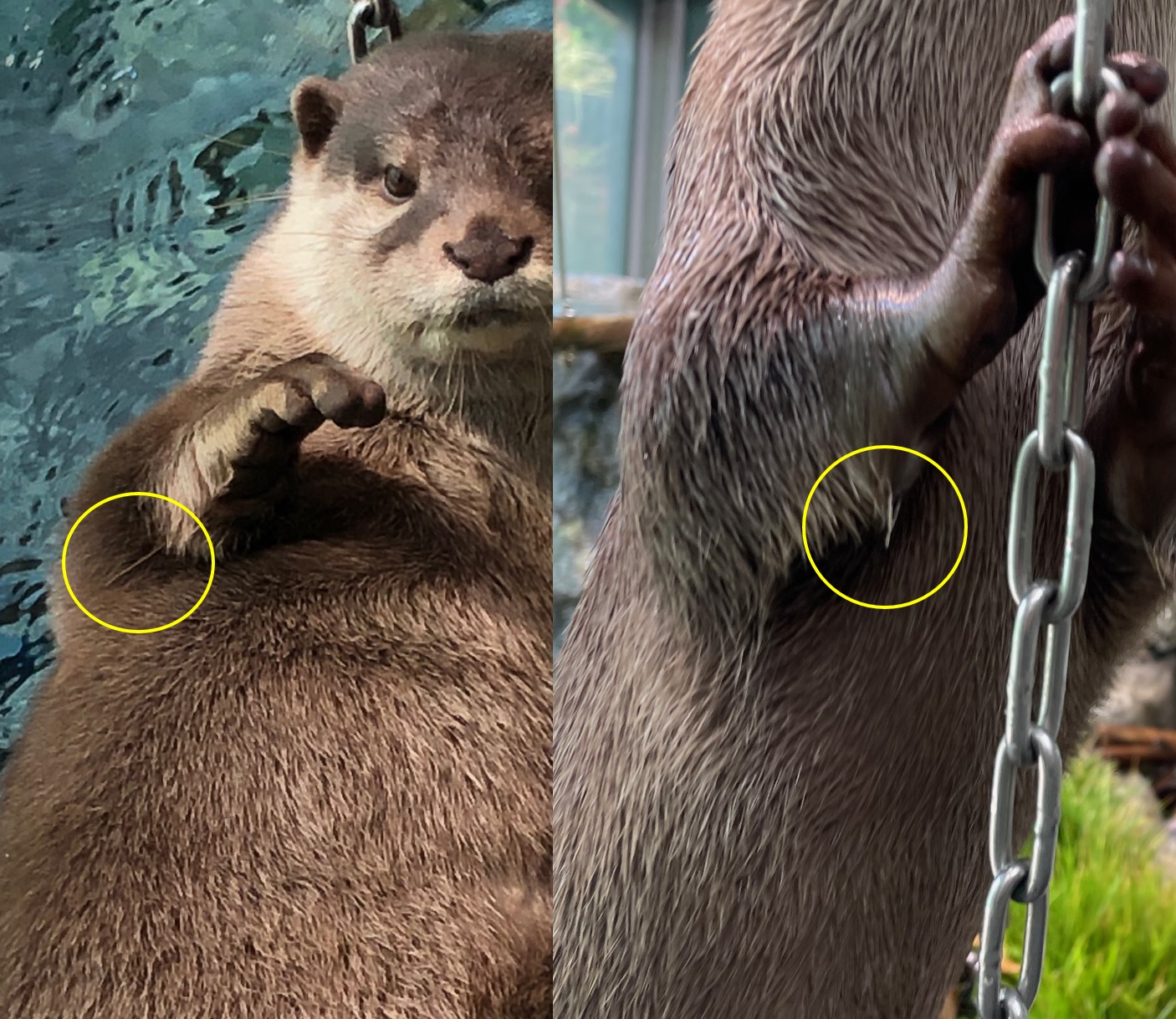 サンシャイン水族館 on X: 