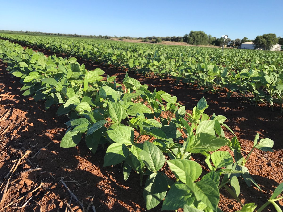 CQUniAg's tweet photo. We're looking for a leader to take our fast-growing portfolio of #crop #research to the next level in building vibrant, high-value farming systems in Northern Australia. Do you have what it takes?
https://t.co/Z2bJCk6xii
@CRC_NA @theGRDC @GRDCNorth @AgriFuturesAU @CQU #devnorth https://t.co/x3XVrfOcPH
