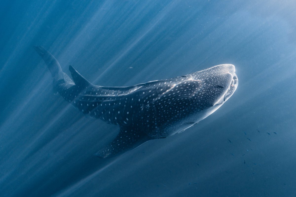 Gn frens A very early WIP from today… My very first whale shark ever!