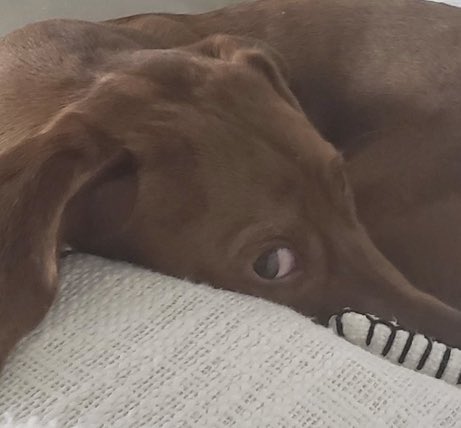 idDOG™ 🐾🧬 tweet media