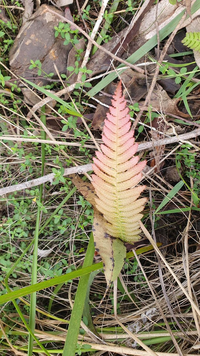 Another beautiful Autumn day in the Bulga, going down to 8 and is now up to 21.Lots of new growth around, with this Doodia aspera (Rasp fern) always a lovely spot of colour on the forest floor. ##BiripiCountry ##worthmorestanding #Savebulgaforestorg

savebulgaforest.org/bulga-forest-d…